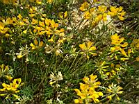 Lotier cornicule - Lotus corniculatus (2)